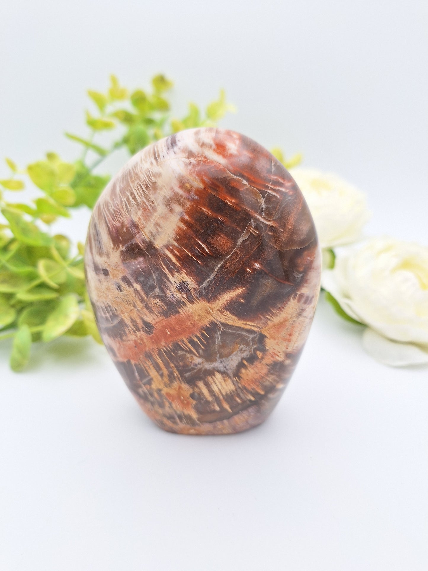 Back view of a Petrified Wood freeform, showcasing its smooth polish and natural fossilized patterns.