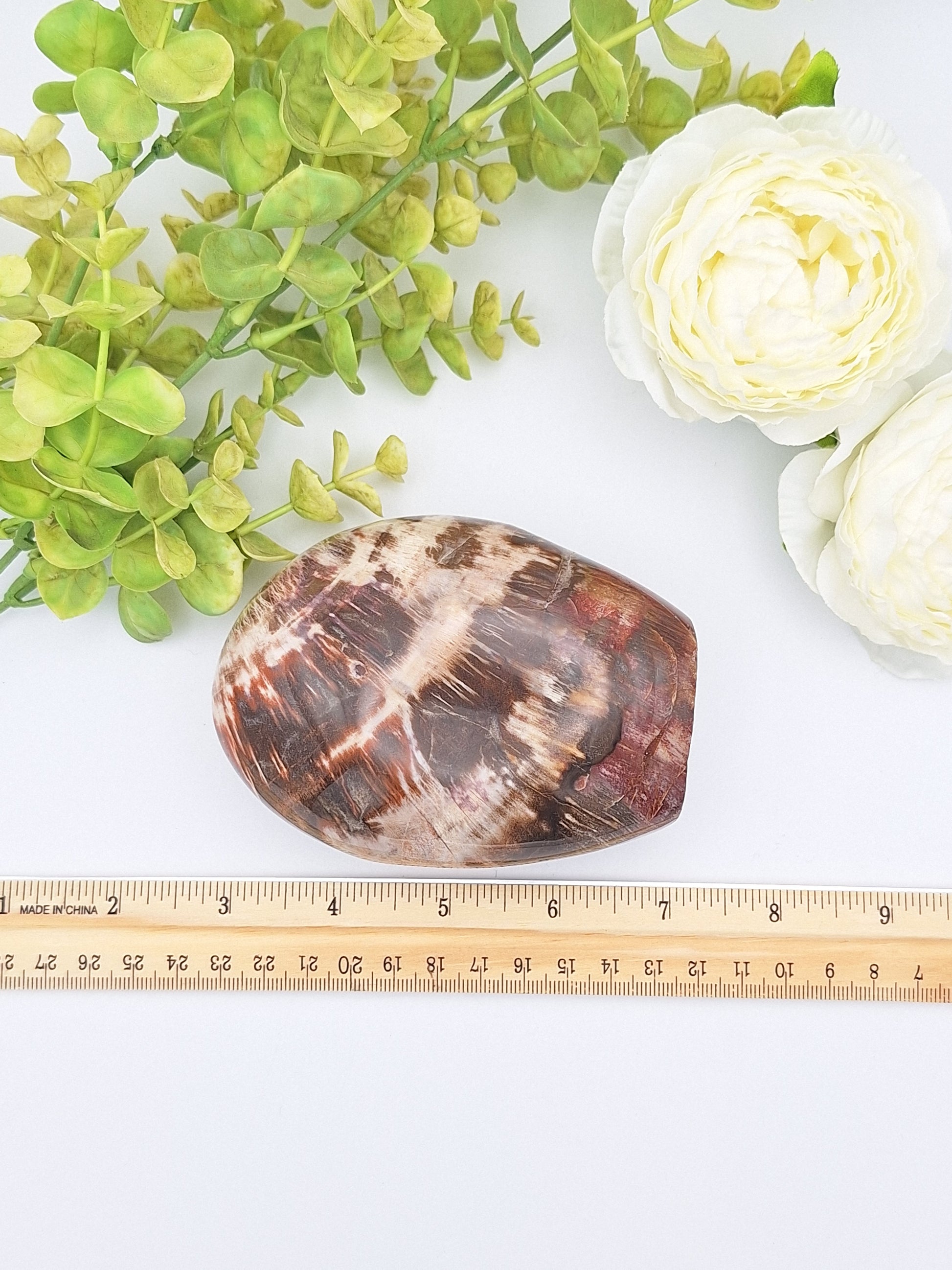 Petrified Wood polished freeform placed next to a ruler for size reference, highlighting its rounded shape and ancient fossilized details.