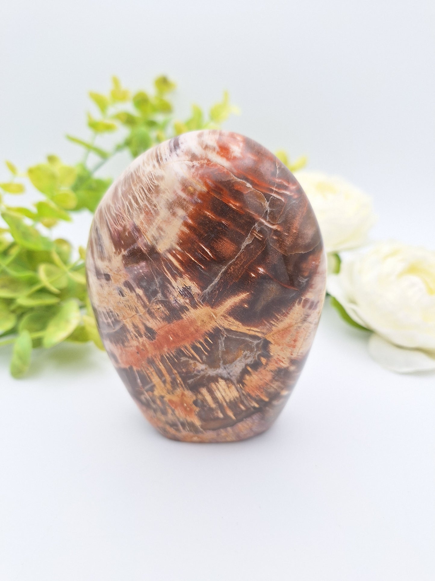 Petrified Wood Standing Free Form